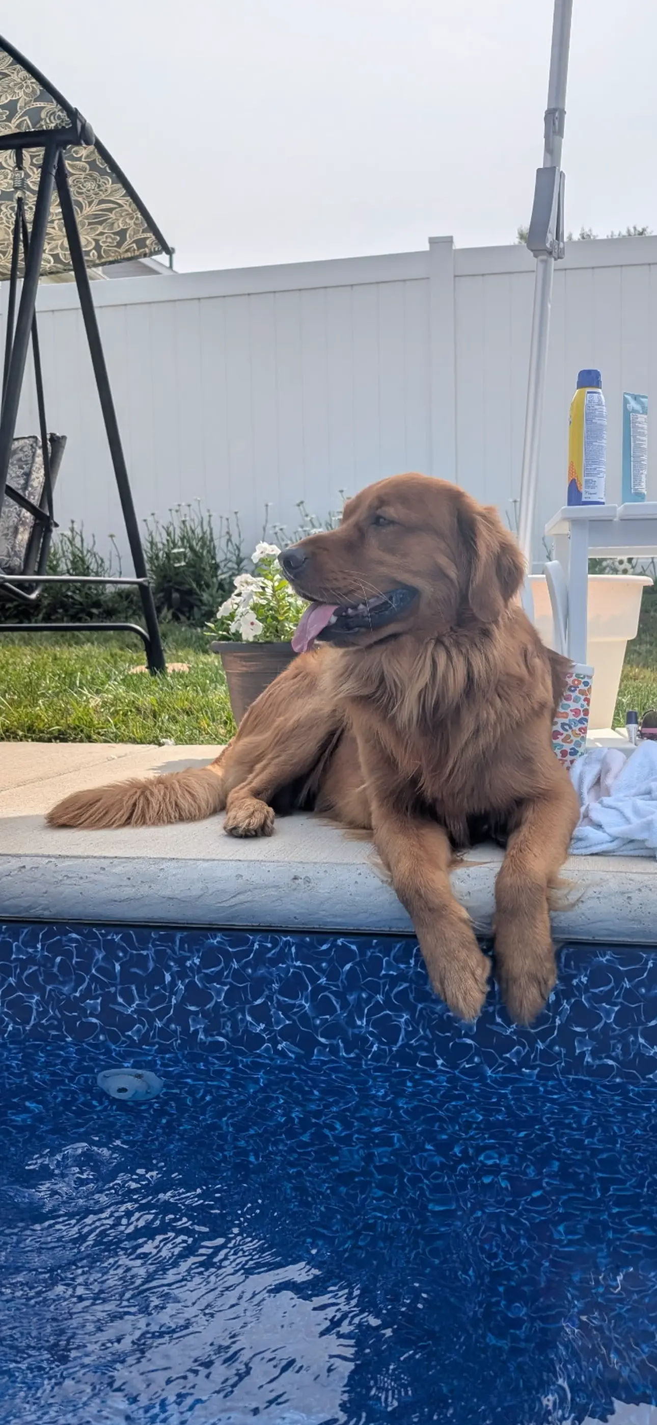 Golden Retriever stud dog: Golden Retriever lounging by a pool with a relaxed expression