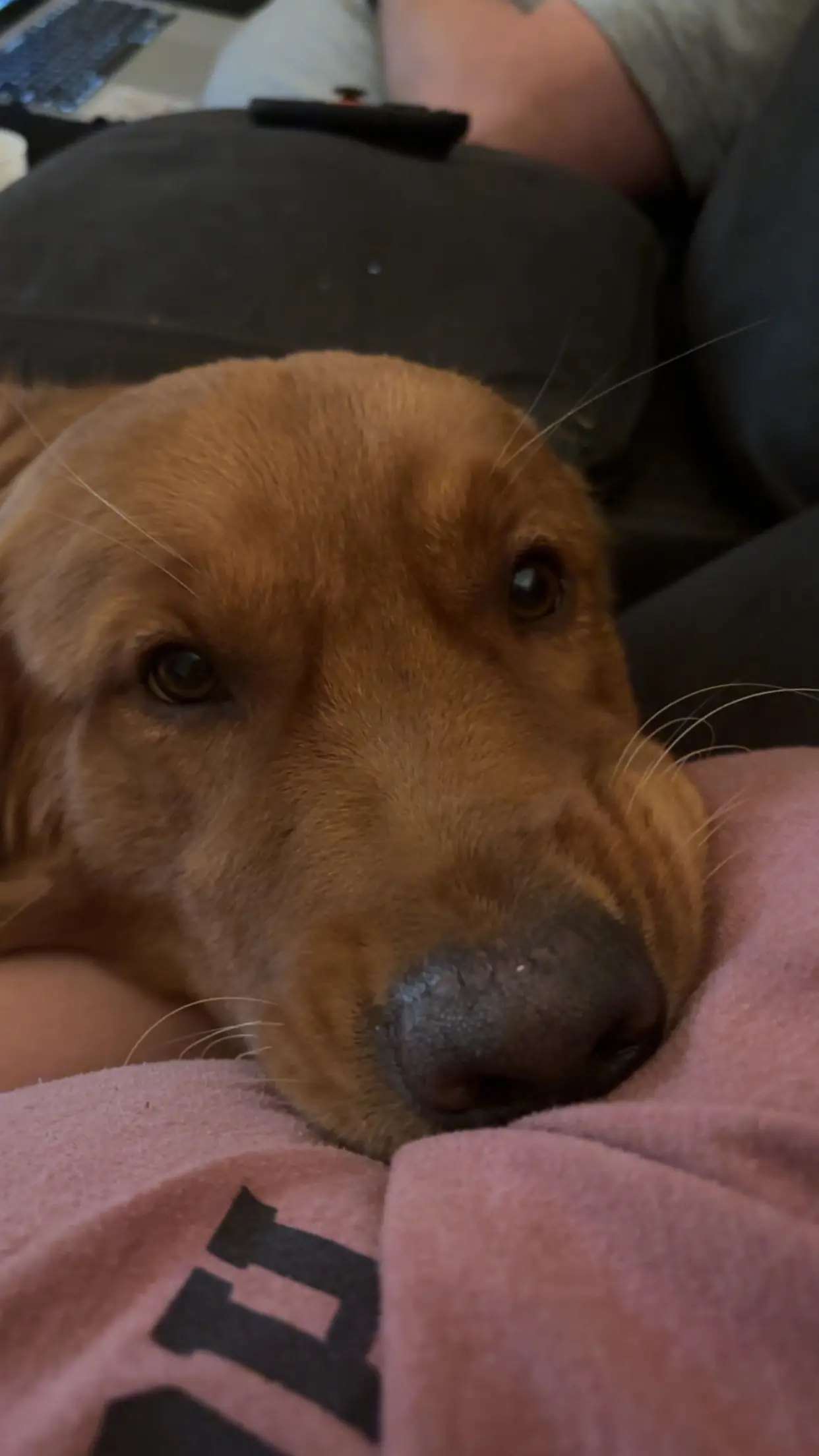 Golden Retriever stud dog: Golden Retriever resting its head on a person's lap