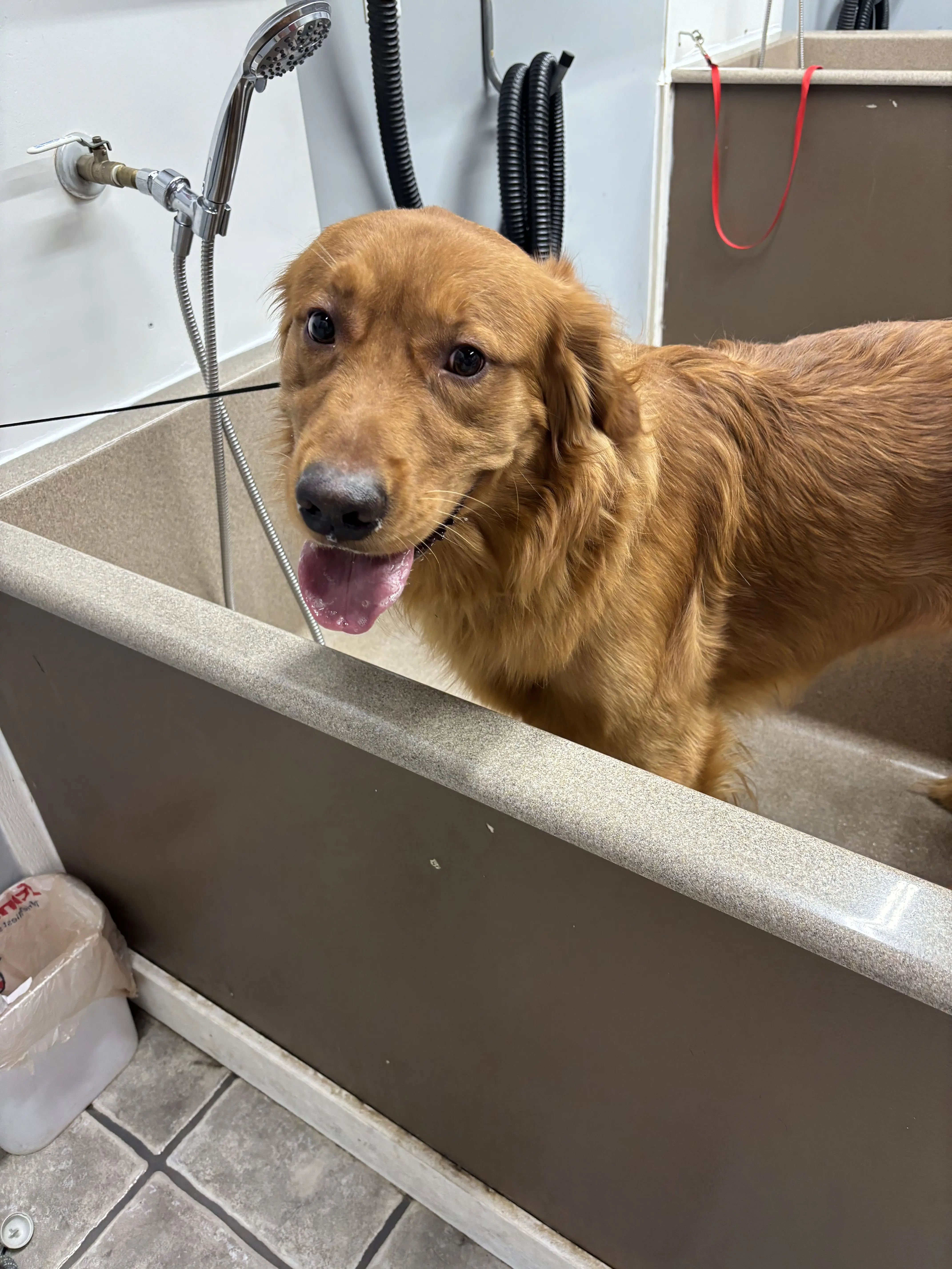 Golden Retriever stud dog: Golden Retriever standing in a bathtub, wet and happy