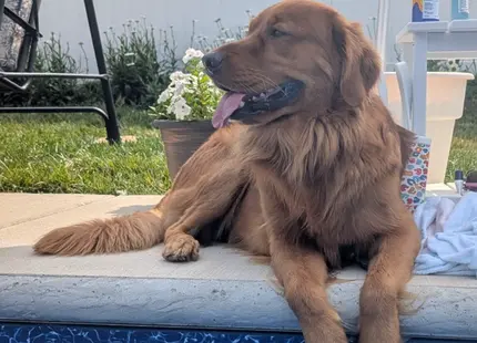 Golden Retriever stud dog: Golden Retriever lounging by a pool with a relaxed expression