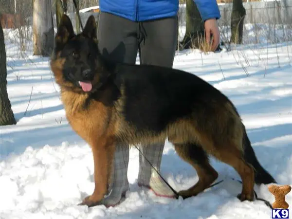 German Shepherd stud dog