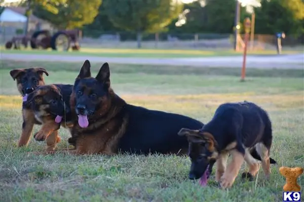 German Shepherd stud dog