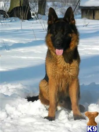 German Shepherd stud dog