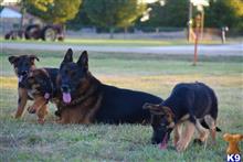 german shepherd puppy posted by emivetx