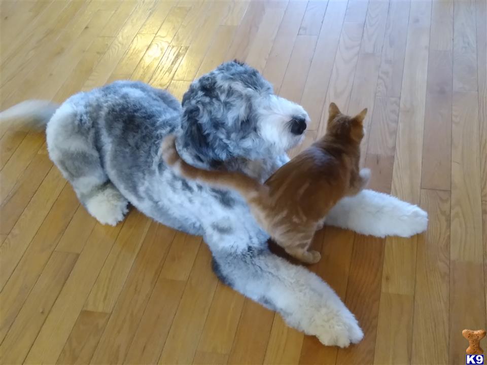 Bernedoodle dog