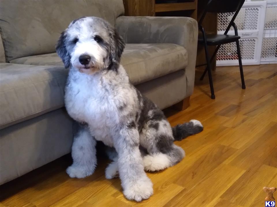 Bernedoodle dog