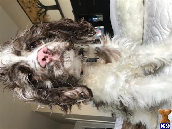 a cocker spaniel dog lying on a couch