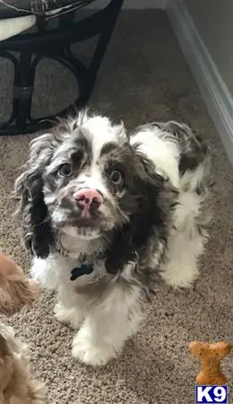 Cocker Spaniel stud dog