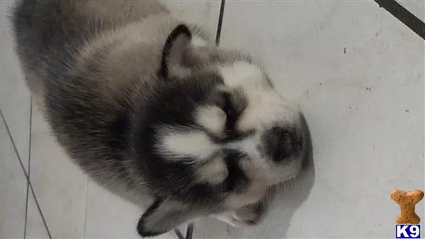 Siberian Husky puppy for sale