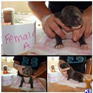 American Pit Bull