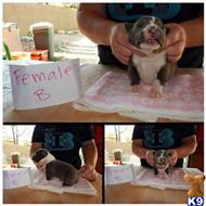 American Pit Bull