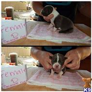 American Pit Bull