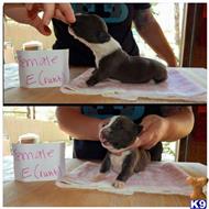 American Pit Bull