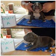 American Pit Bull
