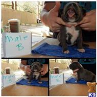 American Pit Bull