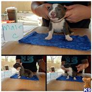 American Pit Bull