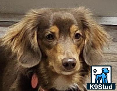 a dachshund dog with a persons face on it