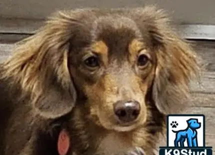 a dachshund dog with a persons face on it