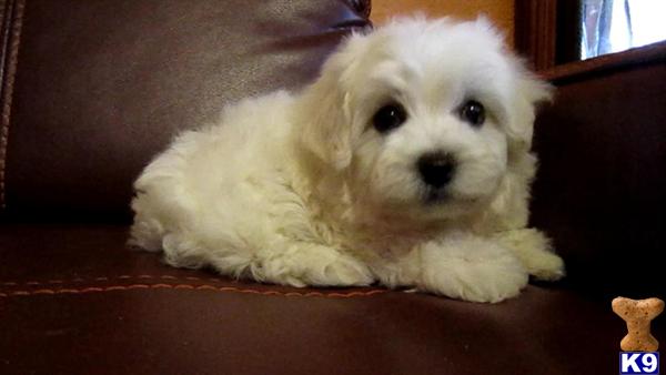 Maltese Dogs For Sale Kitchener Maltese Dogs For Sale Kitchener