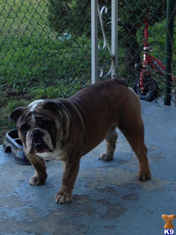 English Bulldog stud dog: Brindle English Bulldog standing on a concrete surface outdoors