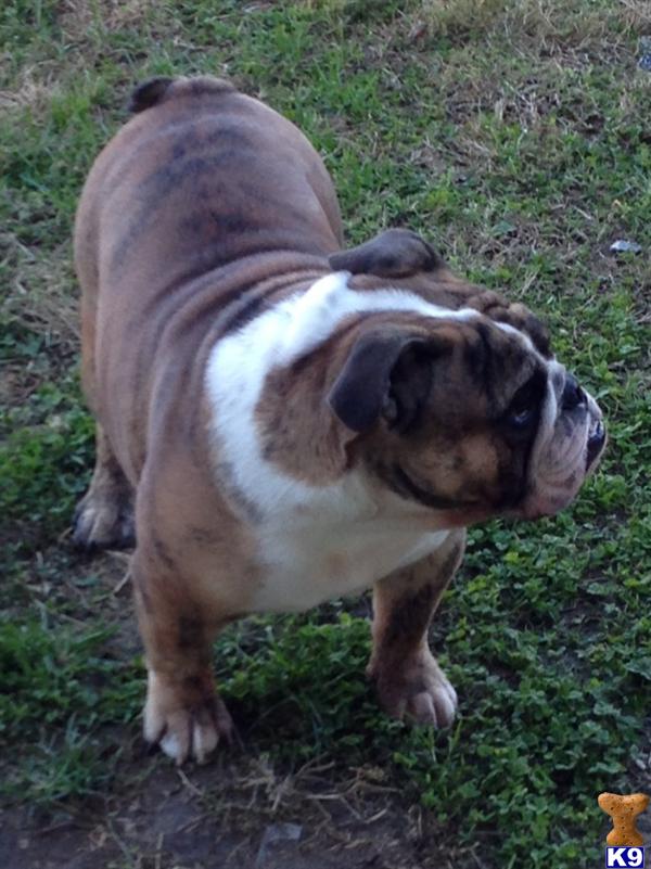 English Bulldog stud dog: Brindle English Bulldog standing on grass, looking to the side