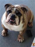 English Bulldog stud dog: Brindle English Bulldog sitting on a concrete surface