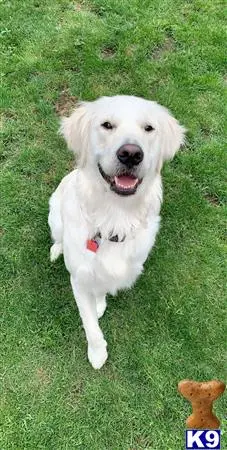 Golden Retriever female dog