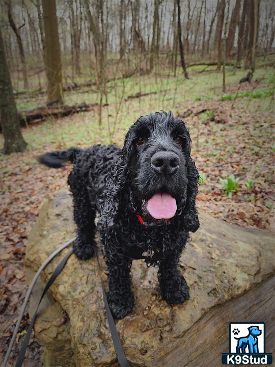 a black english cocker spaniel dog on a leash