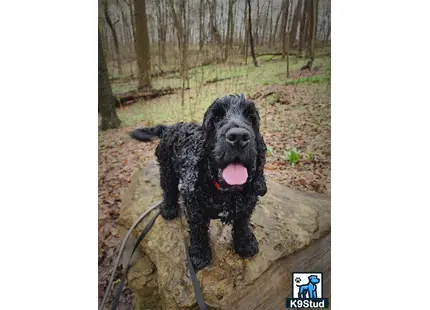 a black english cocker spaniel dog on a leash