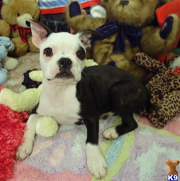 boston terrier puppies missouri boston terrier puppies for sale missouri mo breeds picture boston terrier puppies missouri boston terrier puppies for sale missouri mo breeds picture