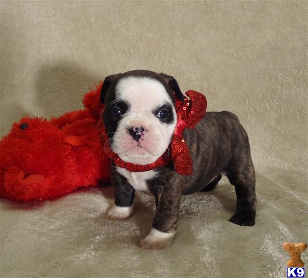boston terrier puppies missouri boston terrier puppies for sale missouri mo breeds picture boston terrier puppies missouri boston terrier puppies for sale missouri mo breeds picture