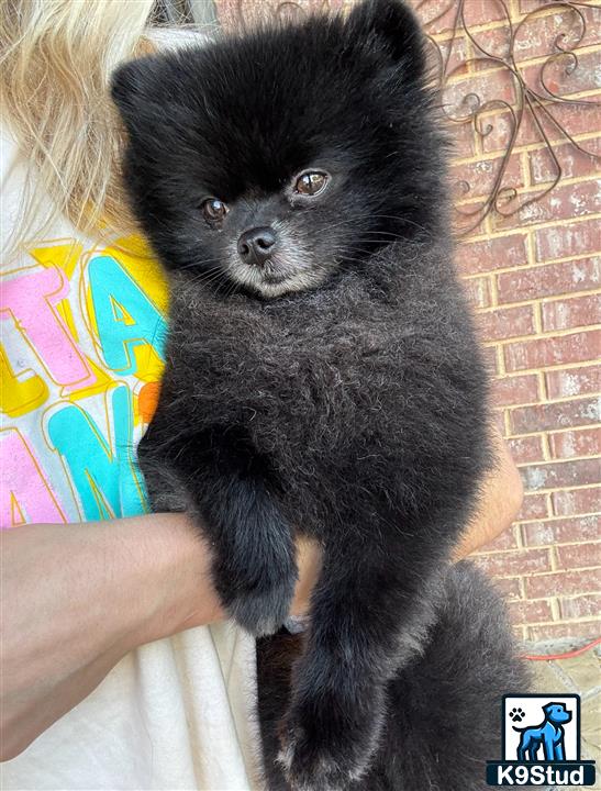 a person holding a black cat