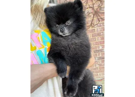 a person holding a black cat