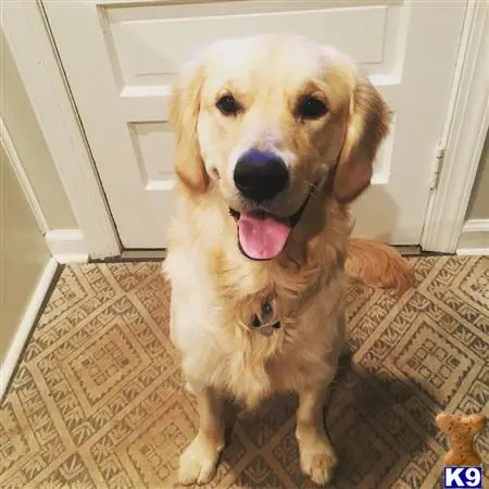 Golden Retriever stud dog