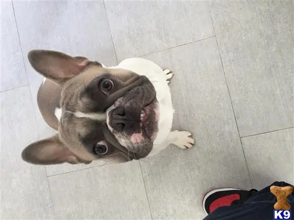 French Bulldog stud dog