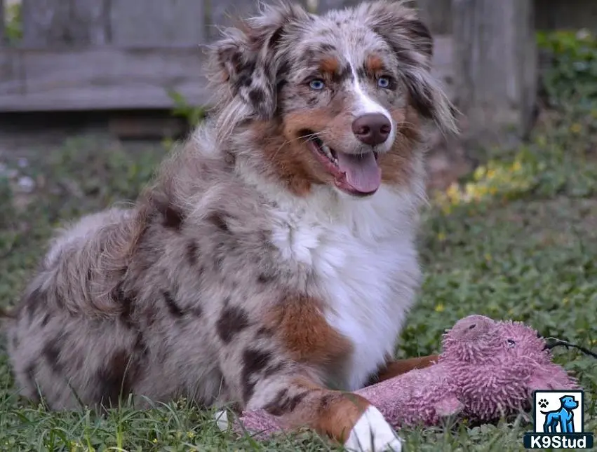 Australian Shepherd stud dog