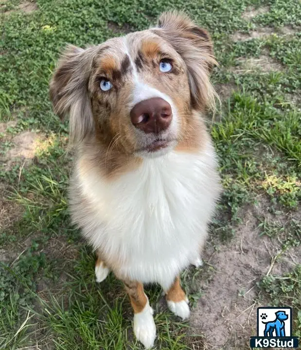 Australian Shepherd stud dog