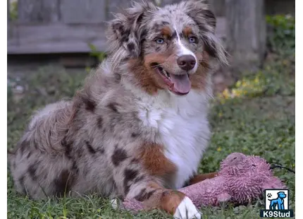 Australian Shepherd