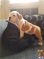 english bulldog puppy posted by ereicnanan