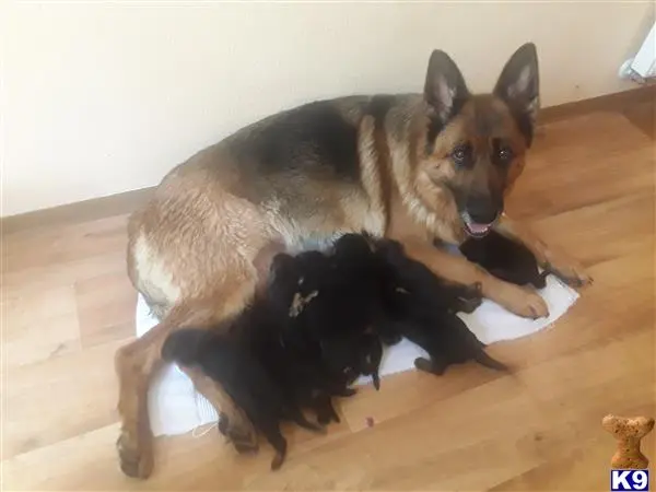 German Shepherd puppy for sale