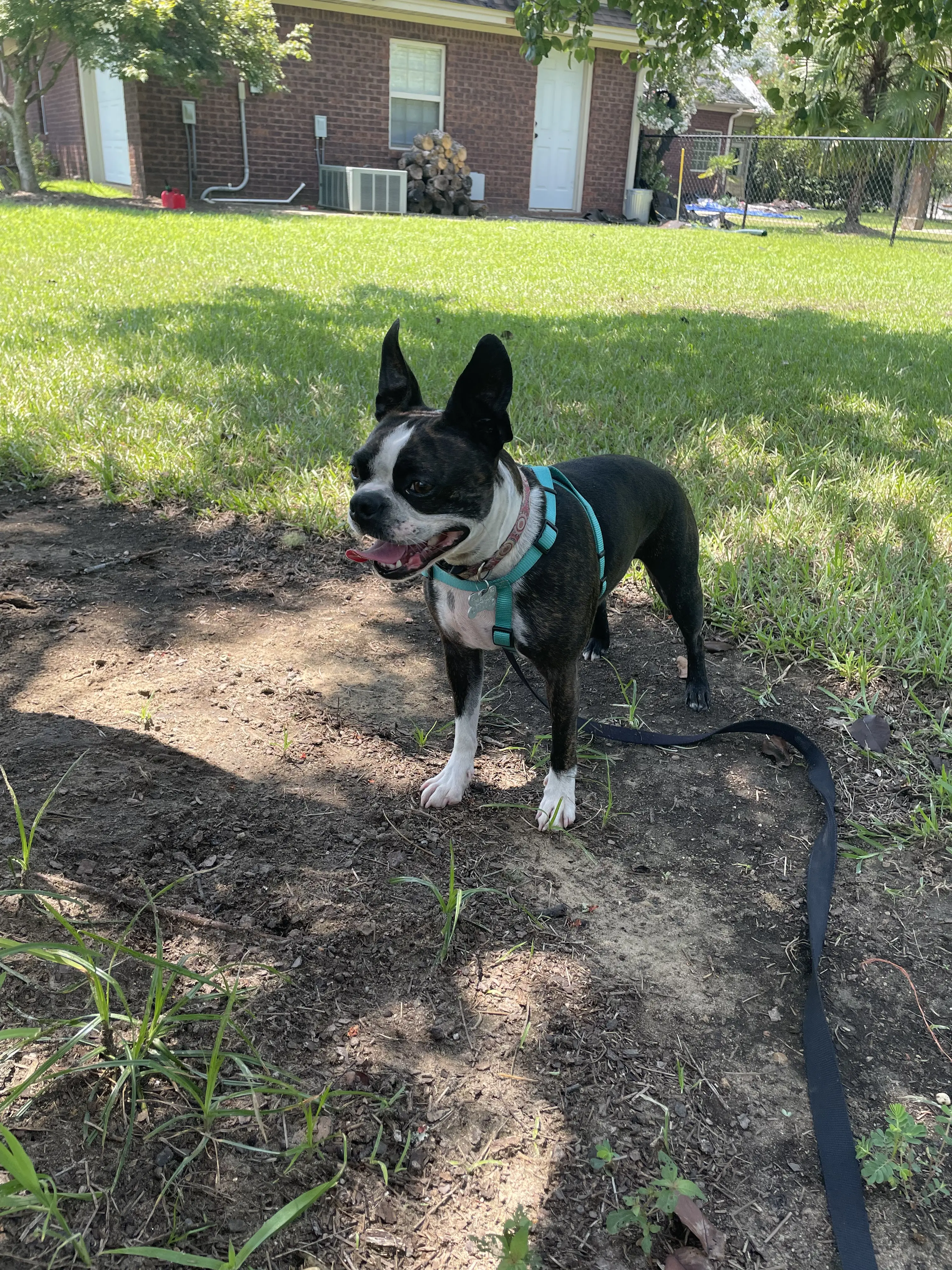 Boston Terrier female dog: Black and white Boston Terrier standing on grass with a leash