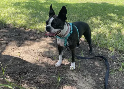 Boston Terrier female dog: Black and white Boston Terrier standing on grass with a leash