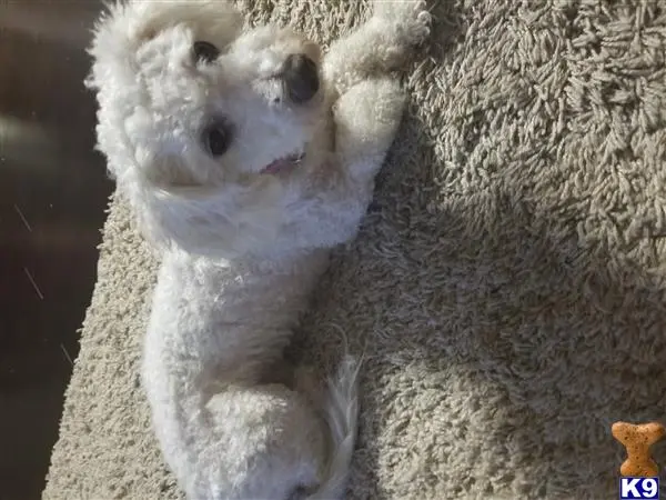 Maltipoo female dog