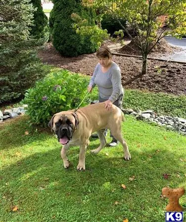 Mastiff stud dog