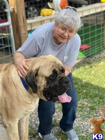 Mastiff stud dog