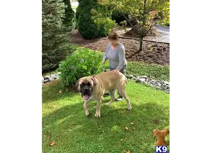 Mastiff