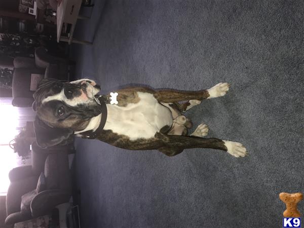 a boxer dog lying on the floor