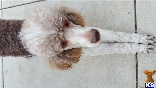 Poodle stud dog