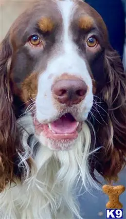 English Springer Spaniel