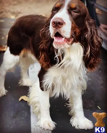 English Springer Spaniel stud dog